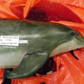 Dead dolphins along Florida’s coast