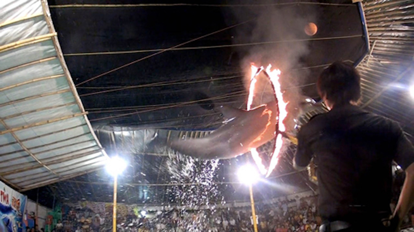 Traveling circus, Bali, Indonesia.