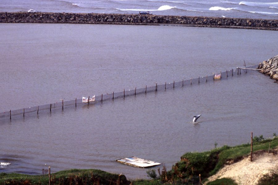 brazil rehab sea pen Dolphin Rehabilitation Sanctuary - Dolphin Project