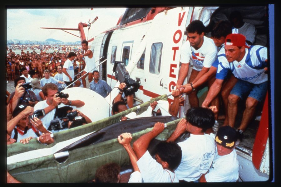 brazil dolphin rehabalitation rehabilitation and release case for dolphins in Brazil