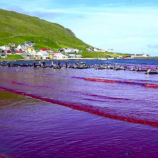 Heart of Darkness Faroese Dolphin Slaughter