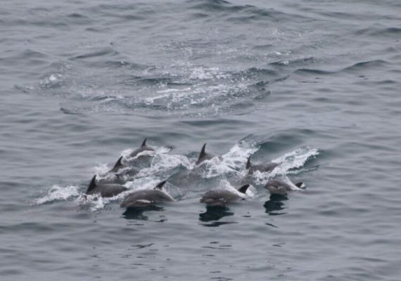 Bottlenose dolphins flee hunters, Taiji, Japan