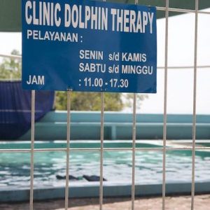 Dolphin Therapy Clinic in Indonesia Dolphin Therapy Clinic in Indonesia Captivity