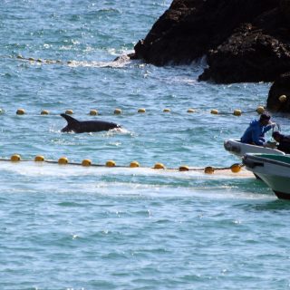 Taiji, Japan Dolphin Slaughter