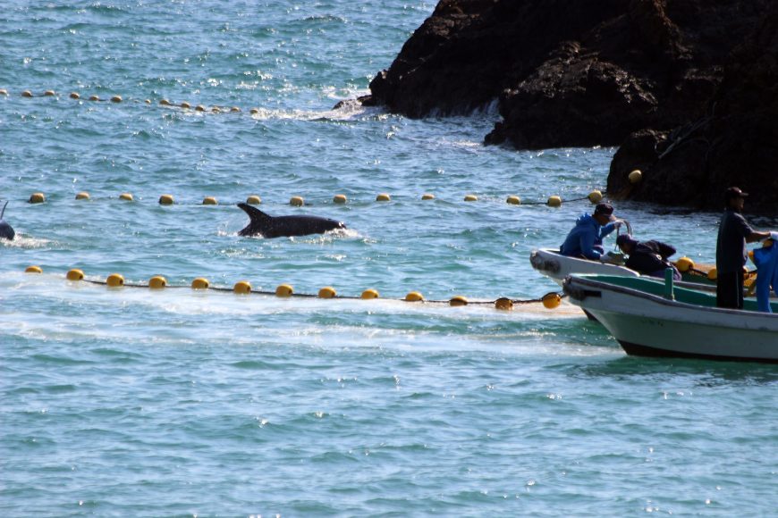 Taiji, Japan Dolphin Slaughter