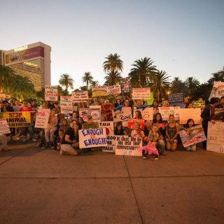 Free the Mojave Dolphins protest
