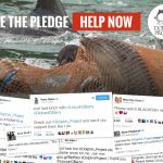 Take The Pledge to Not Visit a Dolphin Show!