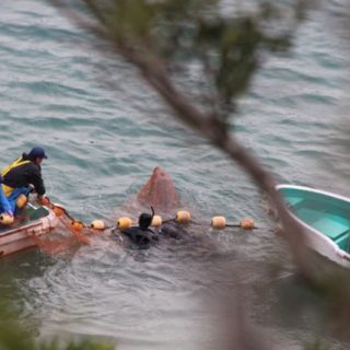 Taiji, Japan Dolphin Slaughter