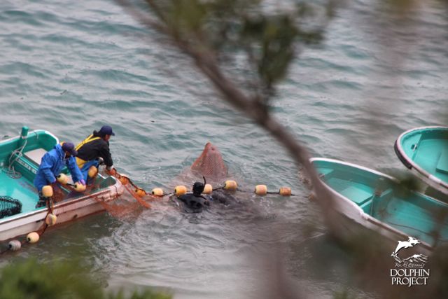 Taiji, Japan Dolphin Slaughter