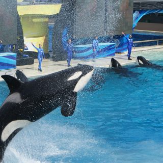 Orca show, SeaWorld