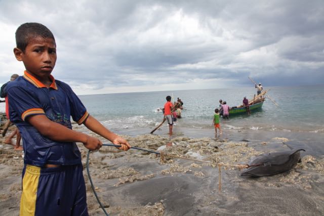 Illegal dolphin hunting in the village of Lamalera, Indonesia