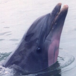 Captiva