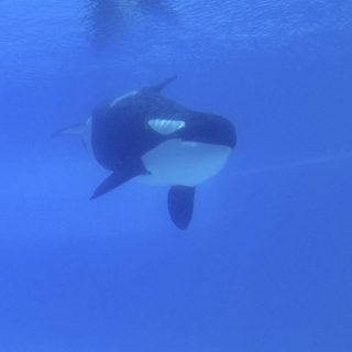 Kiska had been held in solitary confinement since 2011 and passed away on March 29, 2023, Marineland Canada.