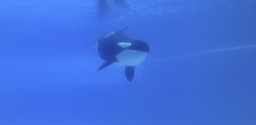 Kiska had been held in solitary confinement since 2011 and passed away on March 29, 2023, Marineland Canada.
