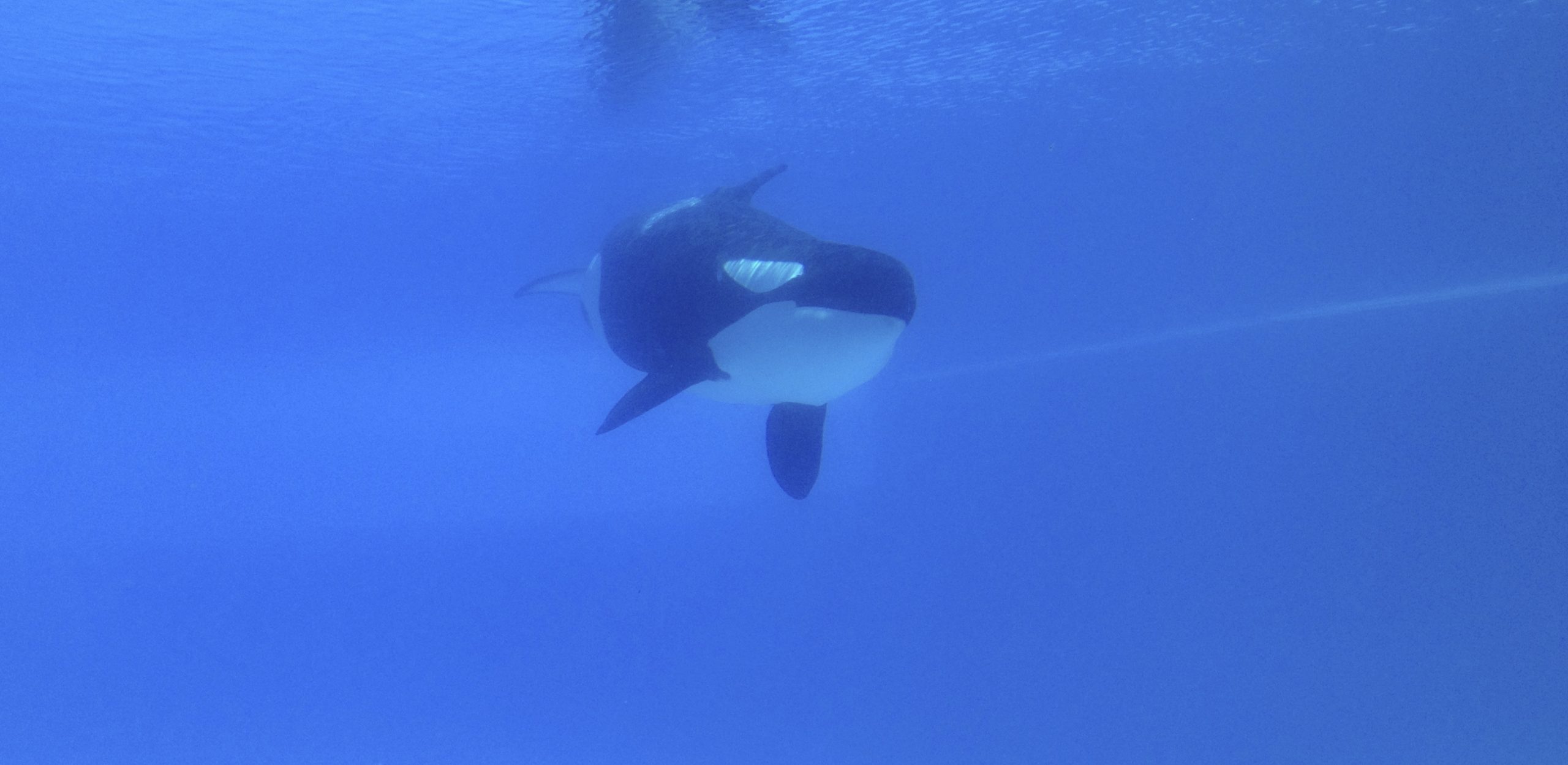 Kiska had been held in solitary confinement since 2011 and died on March 29, 2023, Marineland Canada.