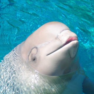 www.MetaphoricalPlatypus.com (Own work) [CC BY 3.0], via Wikimedia Commons