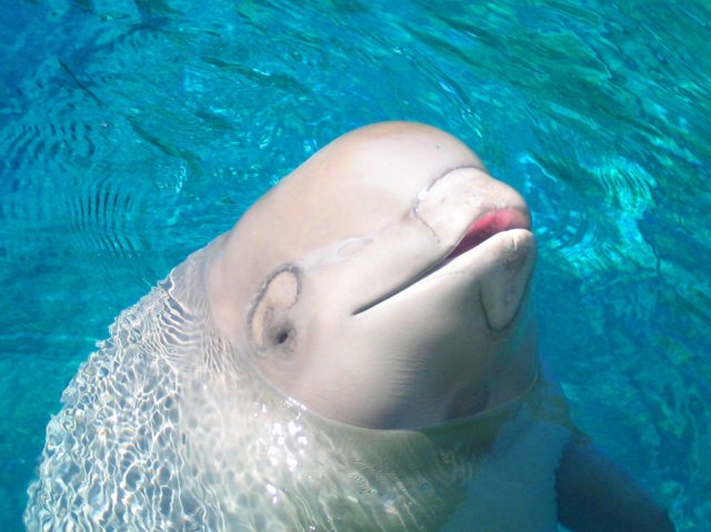 www.MetaphoricalPlatypus.com (Own work) [CC BY 3.0], via Wikimedia Commons