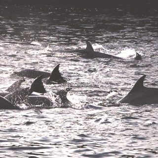 Taiji dolphins