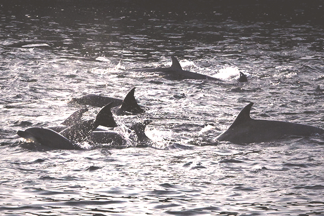 Taiji dolphins