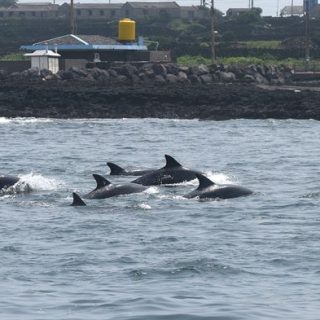 Image: Cetacean Research Center