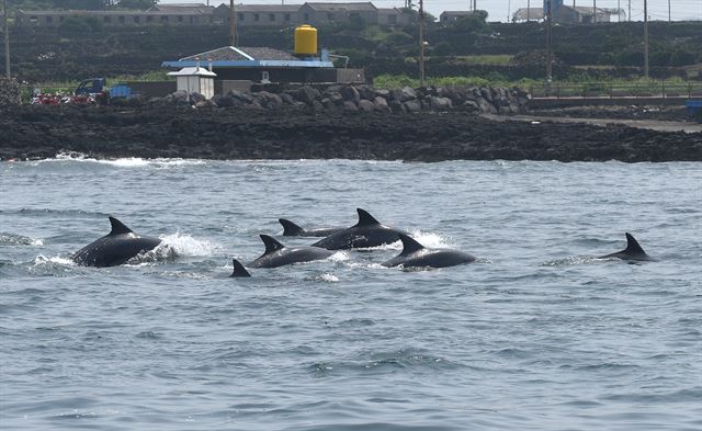 Image: Cetacean Research Center