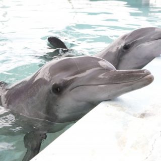 Say NO to Dolphin Captivity!