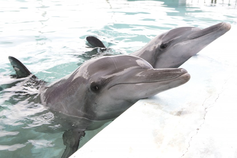 Say NO to Dolphin Captivity!