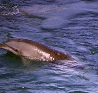 orphaned baby dolphin, Taiji