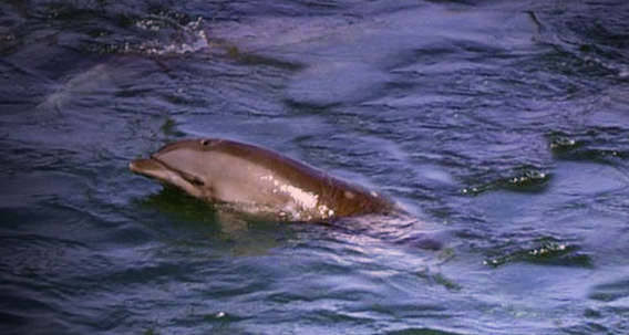 orphaned baby dolphin, Taiji