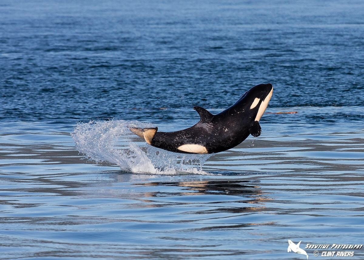 Happiest orca ever! | Dolphin Project