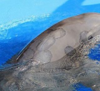 Free Mohave Dolphins, The Mirage, Bottlenose dolphins, captivity, Blackfish, Ric O'Barry, Dolphin Project, Harry Styles, Joe Rogan