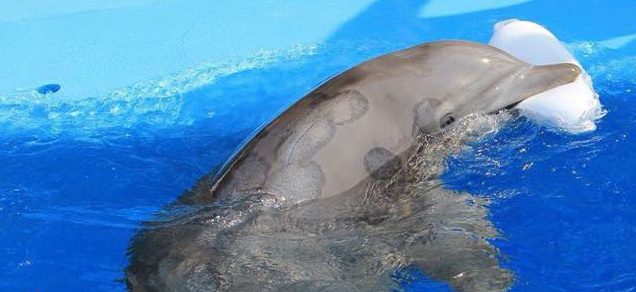 Free Mohave Dolphins, The Mirage, Bottlenose dolphins, captivity, Blackfish, Ric O'Barry, Dolphin Project, Harry Styles, Joe Rogan