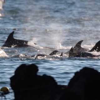 Captured Bottlenose Dolphin, Taiji, Japan