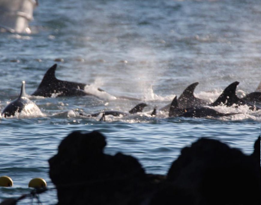 Captured Bottlenose Dolphin, Taiji, Japan