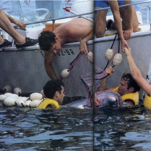 Disney Dolphin Capture by Jay Sweeney
