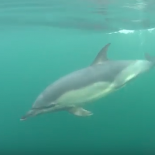 Donna, wild Common dolphin, Scotland