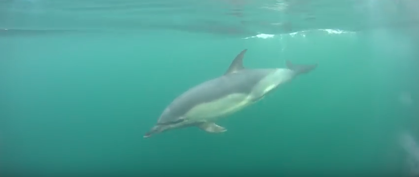 Donna, wild Common dolphin, Scotland