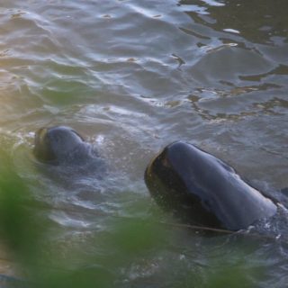Pilot Whales, Taiji Japan 11-20-15