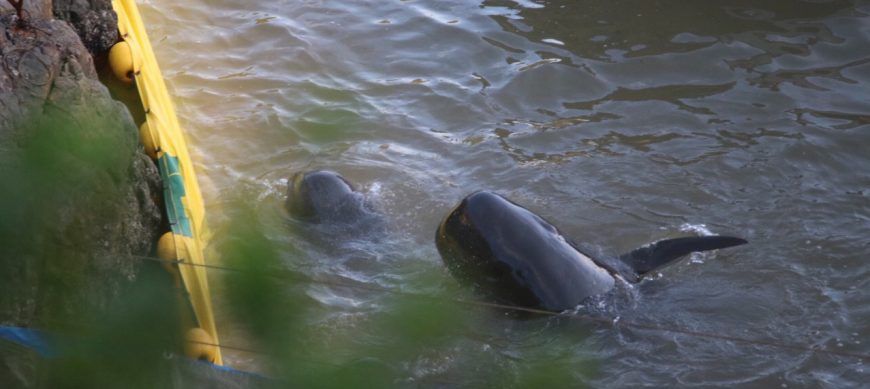 Pilot Whales, Taiji Japan 11-20-15
