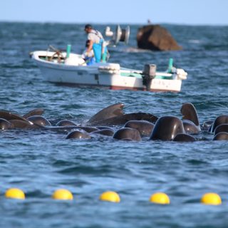 Pilot whales held in the cove, 11-19-15