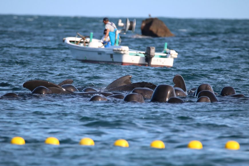 Pilot whales held in the cove, 11-19-15