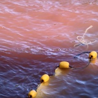 Pilot Whales, Taiji, Japan, 11-21-15