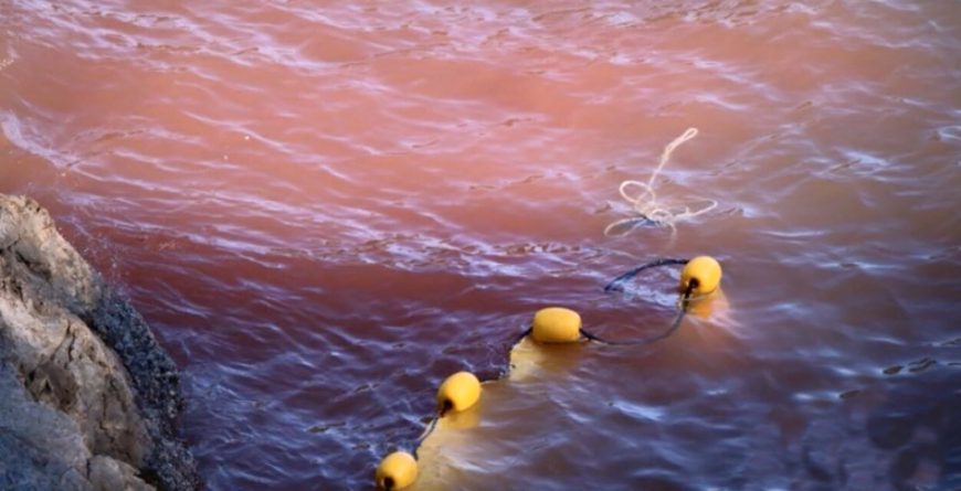 Pilot Whales, Taiji, Japan, 11-21-15