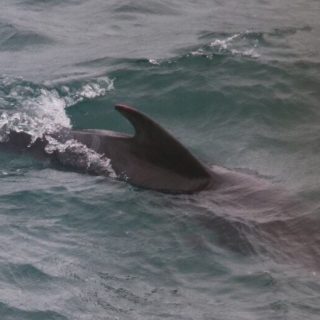 last remaining pilot whale