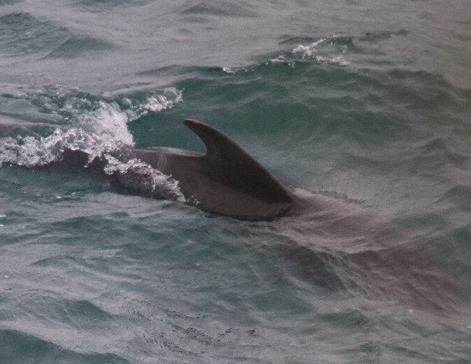 last remaining pilot whale