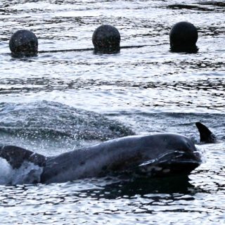 Risso's dolphin, Taiji, Japan