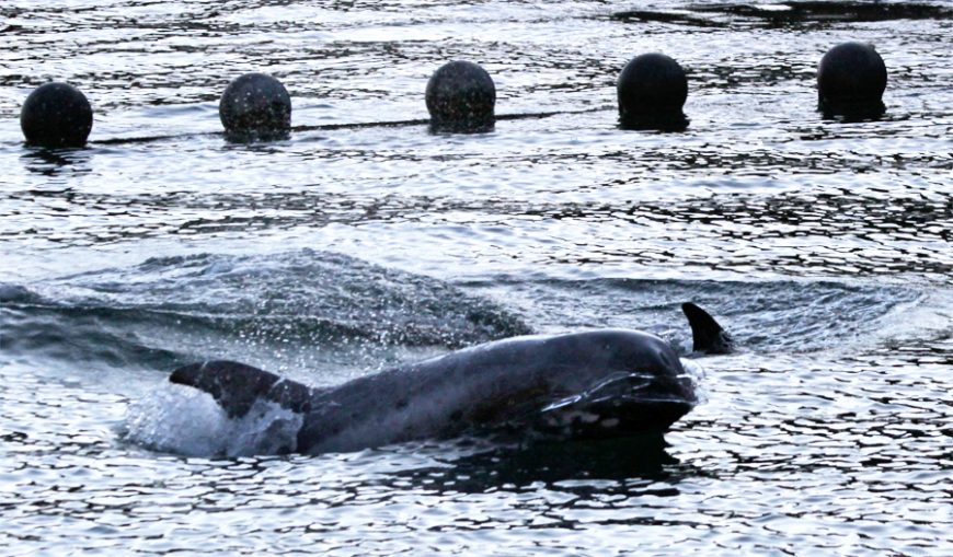 Risso's dolphin, Taiji, Japan