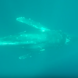 wild humpback whale