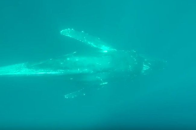 wild humpback whale