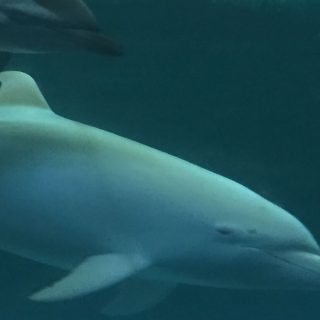 Angel and striped dolphin, Taiji Whale Museum